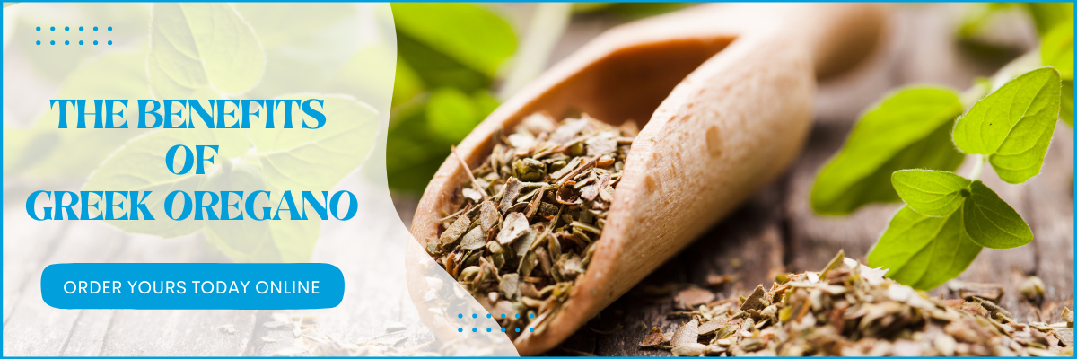 Greek oregano